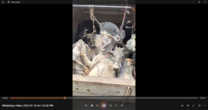 Video: दो पिकअप में भर कर ले जा रहे थे 22 गाय, औरंगाबाद में चालक हुआ गिरफ्तार