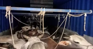 महाराष्ट्र पासिंग माजदा वाहन में एक बार फिर गौ तस्करी का मामला सामने आया