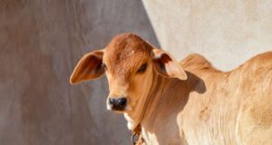 गाय की सेवा से खुश होते हैं देवी-देवता, प्रत्येक व्यक्ति को गोसेवा के लिए रहना चाहिए तत्पर : मोहित