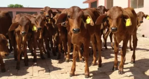 पशु पालक भाई ध्यान दे फरवरी माह चल रहा है। सभी मवेशियों को अन्तः कृमि नाशक दवा अवश्य ही दे