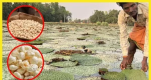 बिहार में मखाना बोर्ड का गठन : किसानों की समृद्धि की दिशा में महत्वपूर्ण कदम*