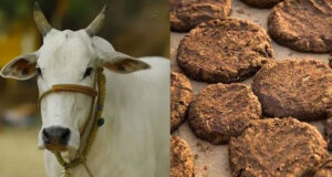 गाय के गोबर से घर बैठै कमाती हैं लाखों रुपये