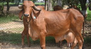 पालन के लिए उत्तम है गिर नस्ल