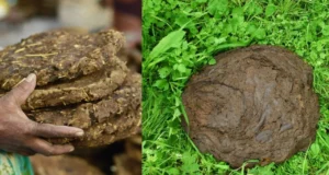 गाय के गोबर से गाड़ियां दौड़ा रहा जापान