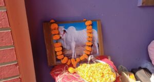 देसी गाय की मौत के बाद उसकी तेरहवीं पूरे रस्मो रिवाज के साथ मृत्यु भोज