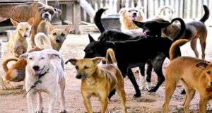 पंजाब में कुत्तों के आतंक से जनता परेशान*