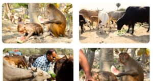 Jeev Aashraya: A Beacon of Hope for Abandoned Animals in Lucknow City