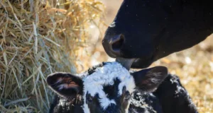 बछड़ी की मौत के बाद सूखा गाय का थन, मालिक ने निकाला ऐसा जुगाड़, देने लगी बाल्टी भर-भरकर दूध