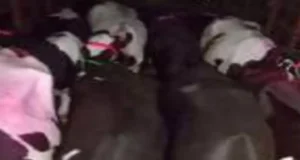 तेलंगाना के बूचड़खानों में जा रहा गाय से भरा वाहन जब्त