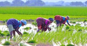 विकसित कृषि संकल्प अभियान 2025 के तहत उत्तर प्रदेश में प्राकृतिक खेती को बढ़ावा