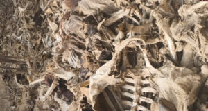 इटावा में गौशाला के पास मिले 50+ गायों के कंकाल, ‘मृत्युगृह’ बनीं गौशालाएं