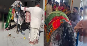 अमेरिका में परिवार ने गौ माता से करवाया गृह प्रवेश