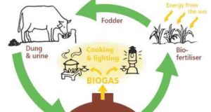 भारत की गौ-आधारित जीडीपी 170-180 देशों से अधिक है