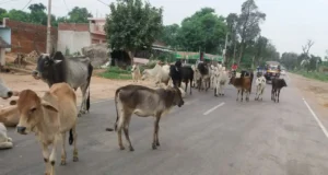 छतरपुर – कांजी हाउस बंद होने से लावारिश हो गए गौ-वंश