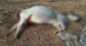 MP NEWS – दमोह में गाय की निर्मम हत्या