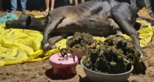 गाय के पेट से निकाली गई 80 किलो पॉलीथीन