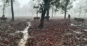 गौ-तस्करी का पर्दाफाश 9 गौ-वंशों को छुड़ाया गया