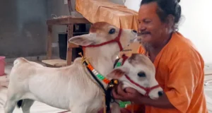 सीकर – श्रीमाधोपुर गौगढ़ बाबा ब्रह्मचारी आश्रम में पुंगनूर गाय का आगमन