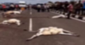 तेज रफ्तार डंपर ने 13 गायों को रौंदा