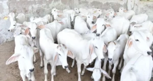 राठी और थारपारकर गायों में प्रजनन सबसे ज्यादा होता है