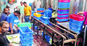 देसी गायों के पालन को लेकर शुरू किया पायलट प्रोजेक्ट