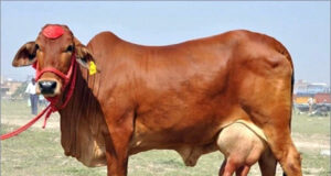 आदिवासियों को गाय देगी सरकार