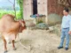 गौ-पालन हेतु 80 हजार से 31.25 लाख तक अनुदानआवेदन प्रारंभ