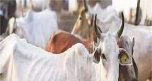 नूंह में गोकशी के खिलाफ बड़ी कार्रवाई