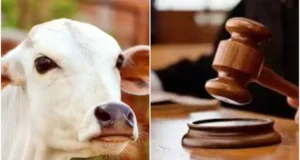 कोर्ट ने कहा है कि गाय पूजनीय है और उसके वध से शांति भंग हो सकती है