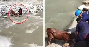 यमुना की तेज धारा में फंसी गाय