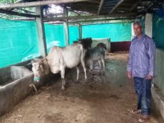 पशु शेड गौ पालक रामफल के लिए बना आमदनी का जरिया