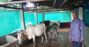 पशु शेड गौ पालक रामफल के लिए बना आमदनी का जरिया