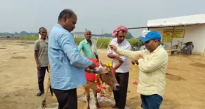 मरदह में गौ आश्रय स्थल पर गोवर्धन पूजा