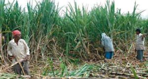 गन्ना किसानों को योगी सरकार का बड़ा उपहार