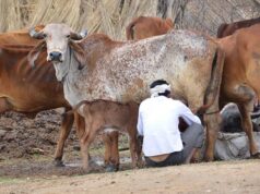 पशुओं में खुरपका और मुंहपका बीमारी के बचाव हेतु टीकाकरण जारी