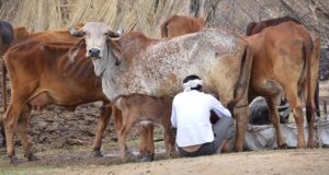 पशुओं में खुरपका और मुंहपका बीमारी के बचाव हेतु टीकाकरण जारी