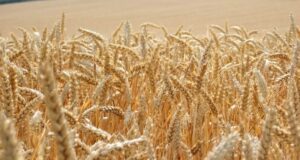 हरियाणा कृषि विश्वविद्यालय ने गेहूं की उन्नत किस्म WH-1402 को किया लॉन्च