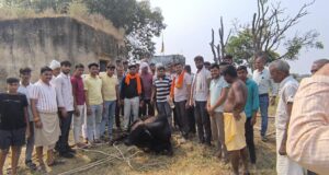 कुएं में गिरा गौवंश गौसेवकों ने किया बचाव कार्य