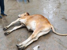 करंट से चिपककर 2 गौवंश की हुई मौत