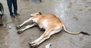 करंट से चिपककर 2 गौवंश की हुई मौत