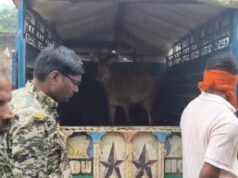 नगर के राठौर कॉलोनी में घुस आई नील गाय गौसेवकों ने वन विभाग के साथ बचाव कार्य किया