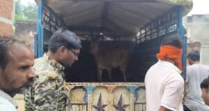 नगर के राठौर कॉलोनी में घुस आई नील गाय गौसेवकों ने वन विभाग के साथ बचाव कार्य किया
