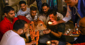 गोपाष्टमी के दिन गाय को क्या खिलाएं?