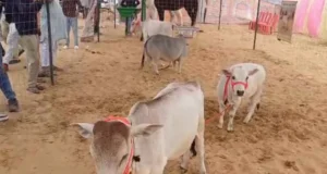 पुष्कर मेले में – जयपुर के युवा पशुपालक की स्टॉल आकर्षण का केंद्र