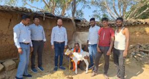 सबसे छोटी गाय पुंगनूर का जशपुर में जन्म