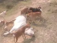 बांदा म गौशाला के पास मिले 20 मृत गौवंश