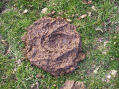 भारत ने गौ माता का गोबर बेच कर ₹400 करोड़ की विदेशी मुद्रा अर्जित की