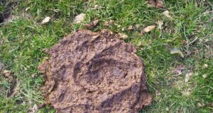 भारत ने गौ माता का गोबर बेच कर ₹400 करोड़ की विदेशी मुद्रा अर्जित की