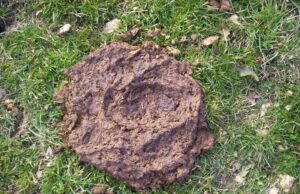 भारत ने गौ माता का गोबर बेच कर ₹400 करोड़ की विदेशी मुद्रा अर्जित की