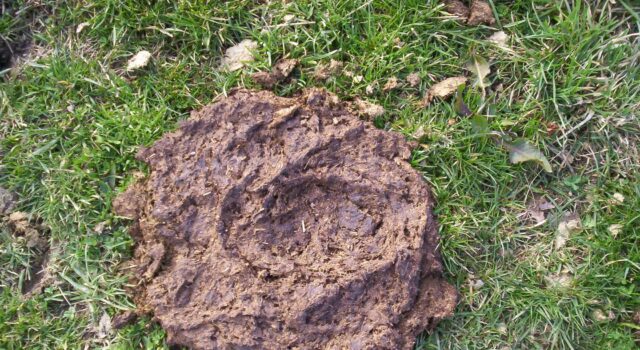 भारत ने गौ माता का गोबर बेच कर ₹400 करोड़ की विदेशी मुद्रा अर्जित की